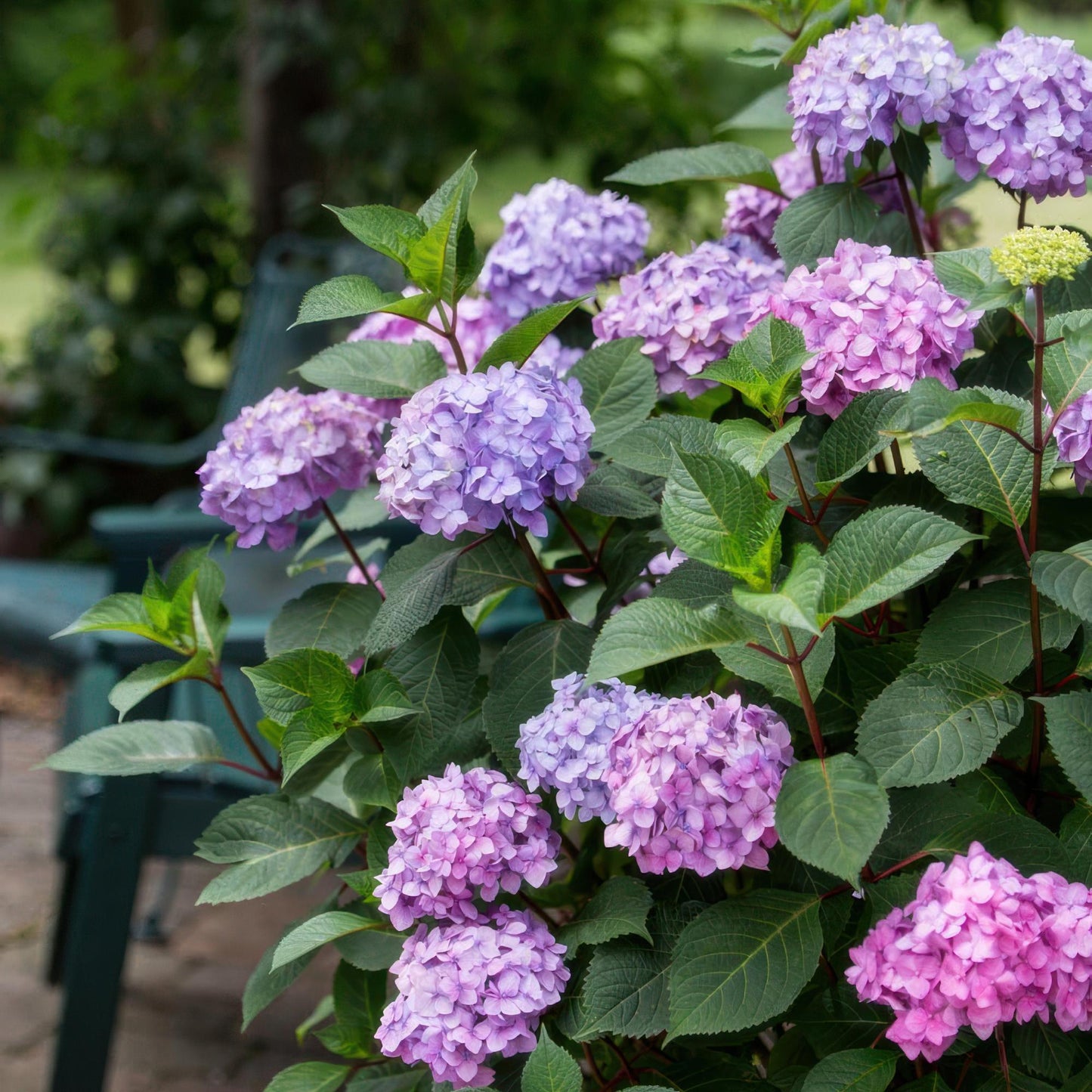 Green boutiQ - Tuinplant - Hydrangea Endles Summer Summer Love Purple - Hortensia - Winterhard - Paars - 2 Planten - Pot 14cm - Hoogte 20-25cm