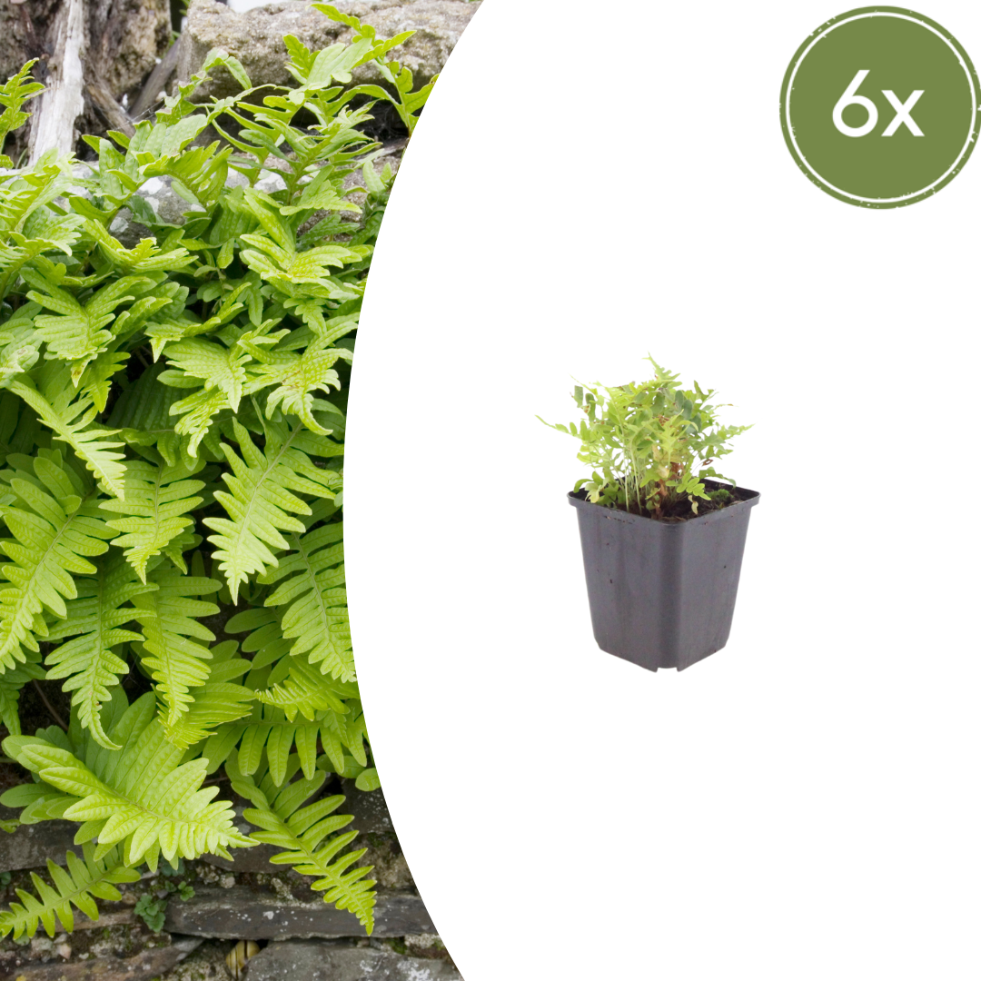6x Polypodium vulgare - ↕10-25cm - Ø9cm
