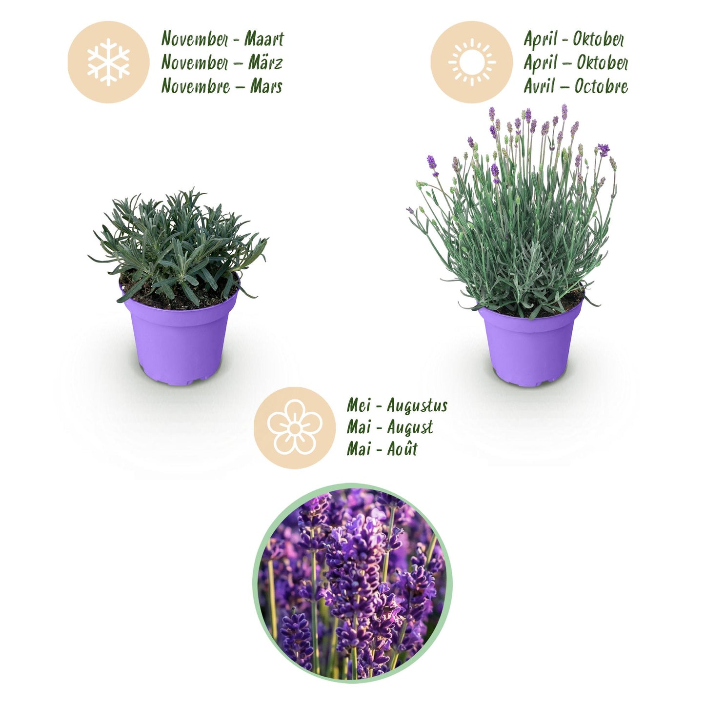 Green boutiQ - Tuinplant - Lavandula angustifolia Munstead - Lavendel - Winterhard - Paars - 18 Planten - Pot 12cm - Hoogte 15-25cm