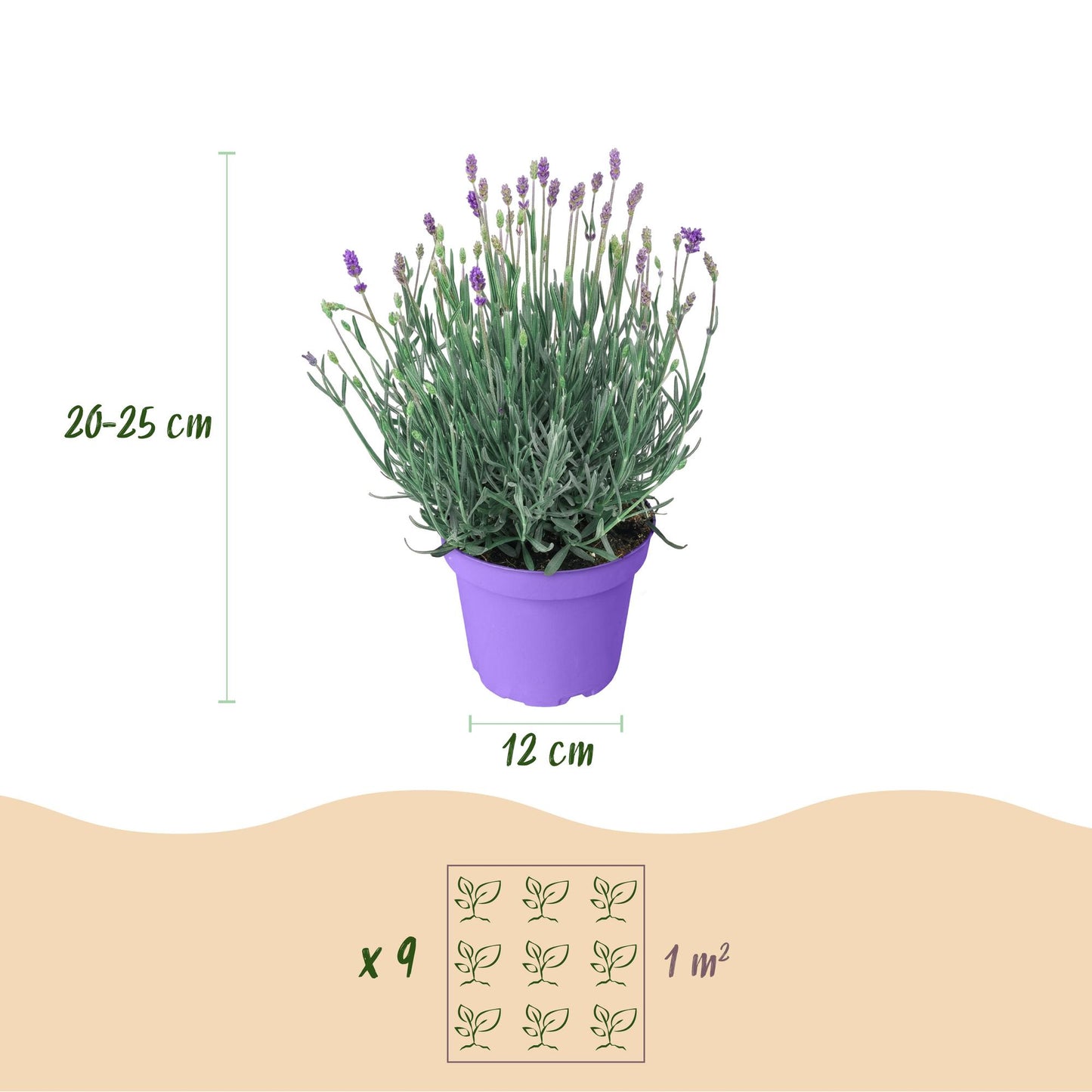 Green boutiQ - Tuinplant - Lavandula angustifolia Munstead - Lavendel - Winterhard - Paars - 18 Planten - Pot 12cm - Hoogte 15-25cm
