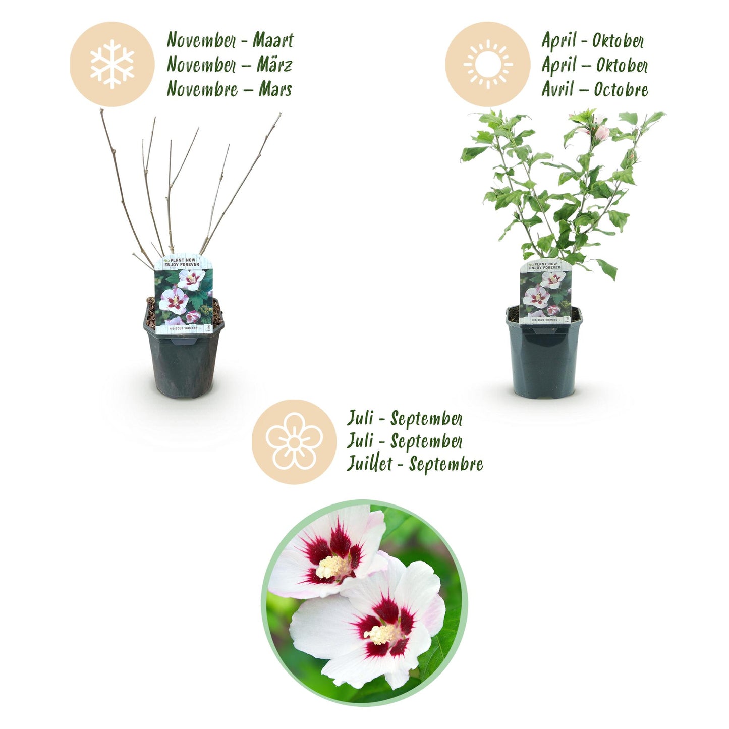 Green boutiQ - Tuinplant - Hibiscus syriacus Hamabo - Tuin Hibiscus - Winterhard - Wit - Roze - 3 Planten - Pot 17cm - Hoogte 45cm