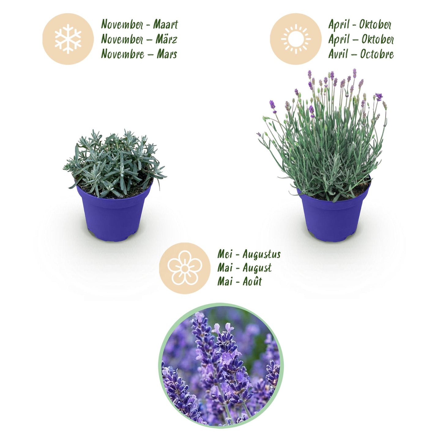 Green boutiQ - Tuinplant - Lavandula angustifolia Hidcote - Lavendel - Winterhard - Paars - 18 Planten - Pot 12cm - Hoogte 15-25cm