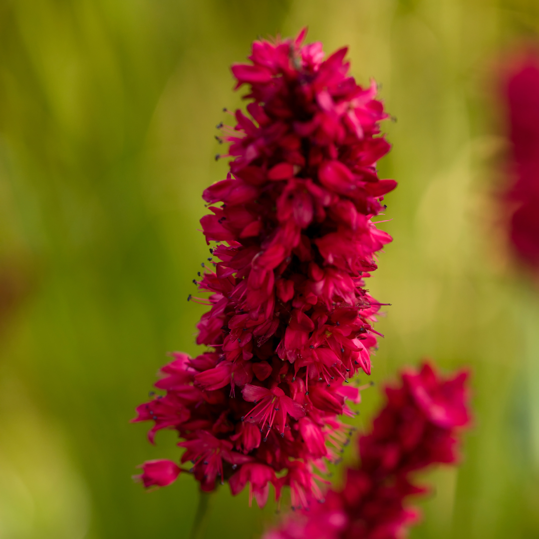 48x Persicaria a. 'Blackfield' - ↕10-25cm - Ø9cm