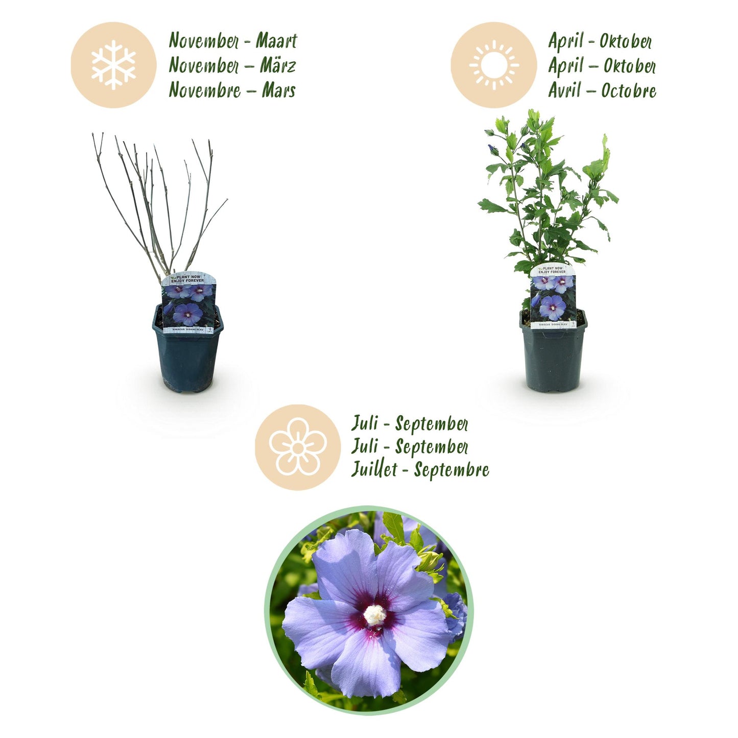 Green boutiQ - Tuinplant - Hibiscus syriacus Oiseau Blue - Tuin Hibiscus - Winterhard - Blauw - 3 Planten - Pot 17cm - Hoogte 45cm