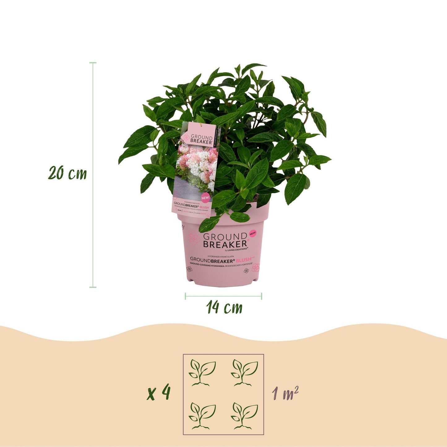 Green boutiQ - Tuinplant - Hydrangea panniculata Groundbreaker Blush - Pluimhortensia - Winterhard - Roze - 2 Planten - Pot 14cm - Hoogte 20-25cm