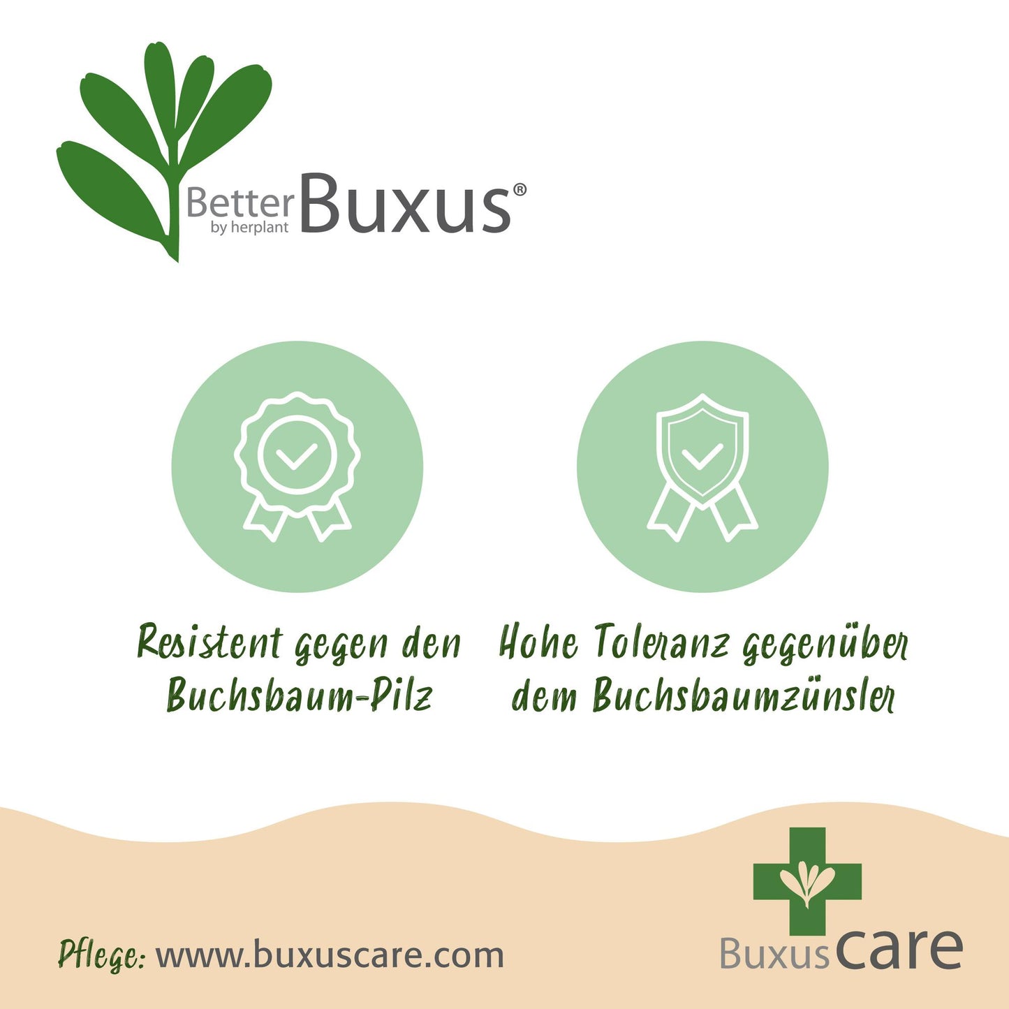 Green boutiQ - Buxus Haag - BetterBuxus Babylon Beauty - Resistant tegen de Buxus schimmel - 4 planten - 1 strekkende meter - pot 19cm hoogte 50-55