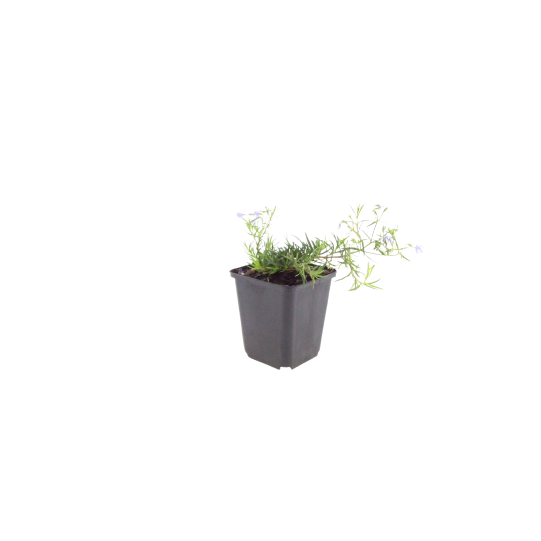 60x Phlox (S) 'Emerald Cushion Blue'- ↕10-25cm - Ø9cm