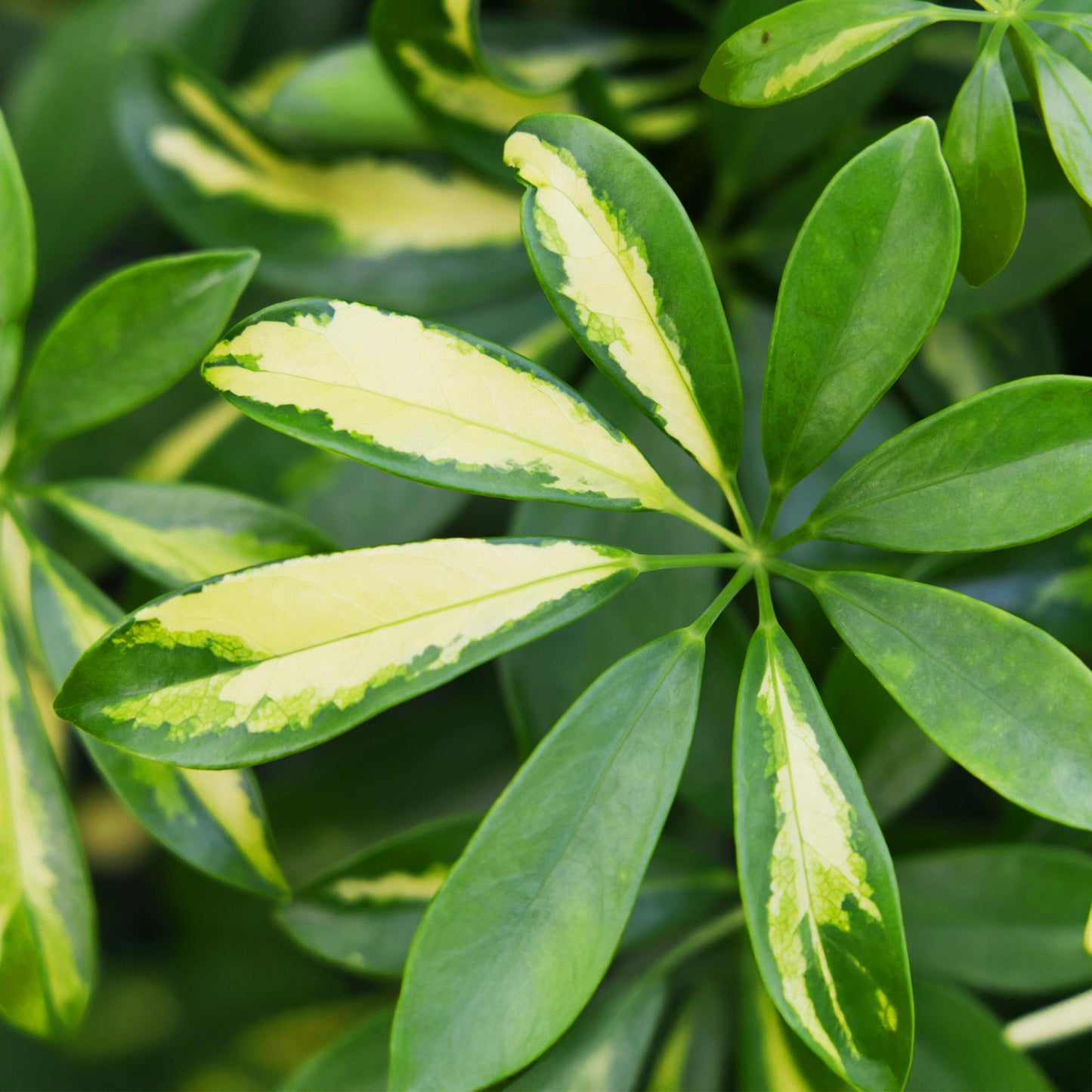 Green boutiQ - Kamerplanten - Schefflera Gold Capelle - Vingerboom - Weinig onderhoud - Groen - goud - 1 Plant - met Potter Grijs - Pot 21cm - Hoogte 70-80cm