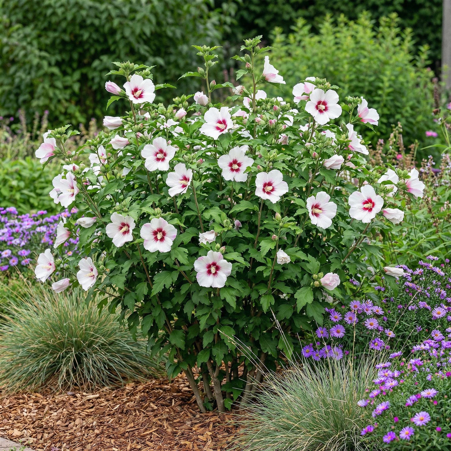Green boutiQ - Tuinplant - Hibiscus syriacus Hamabo - Tuin Hibiscus - Winterhard - Wit - Roze - 3 Planten - Pot 17cm - Hoogte 45cm