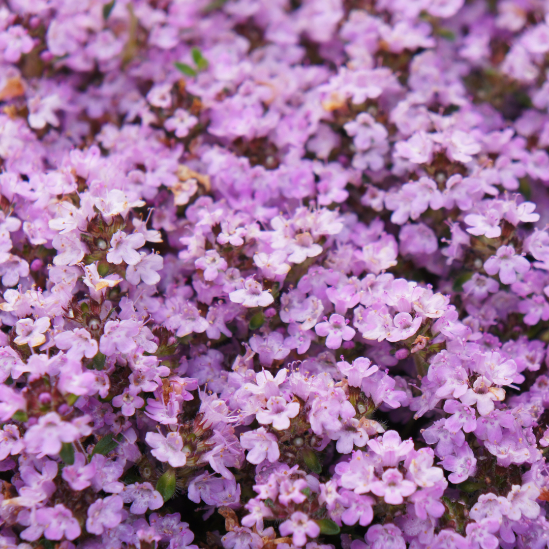 12x Thymus praecox 'Purple Beauty' - ↕10-25cm - Ø9cm