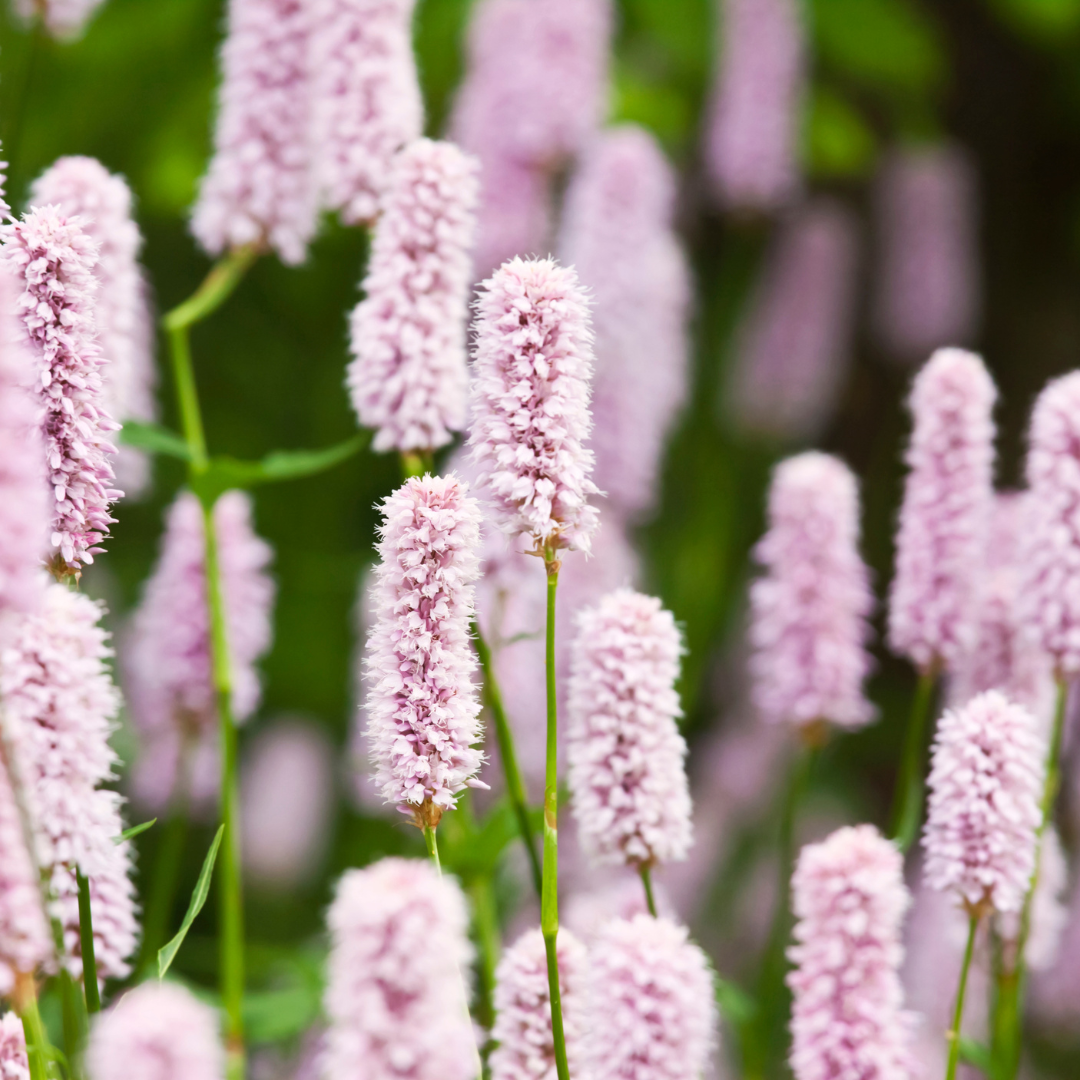 48x Persicaria a. 'Alba' - ↕10-25cm - Ø9cm