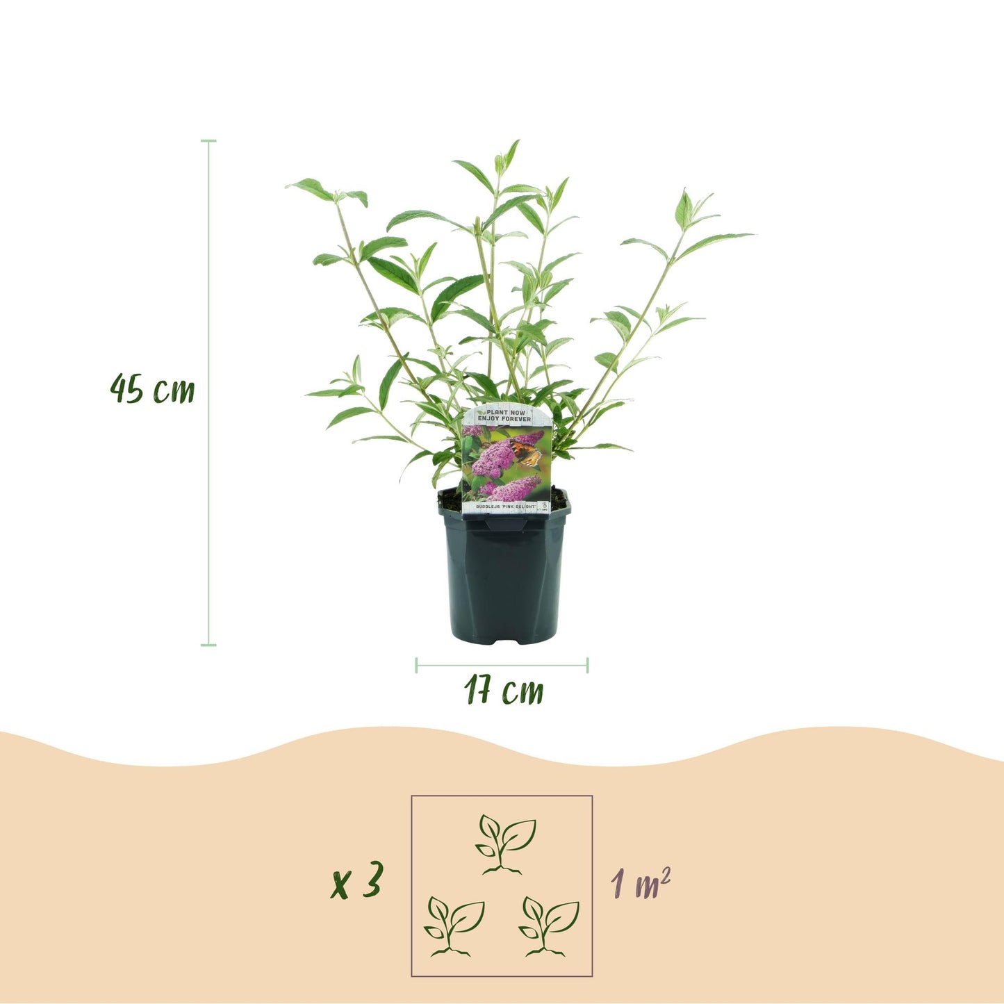 Green boutiQ - Tuinplant - Buddleja davidii Pink Delight - Vlinderstruik - Winterhard - Roze - 3 Planten - Pot 17cm - Hoogte 45cm