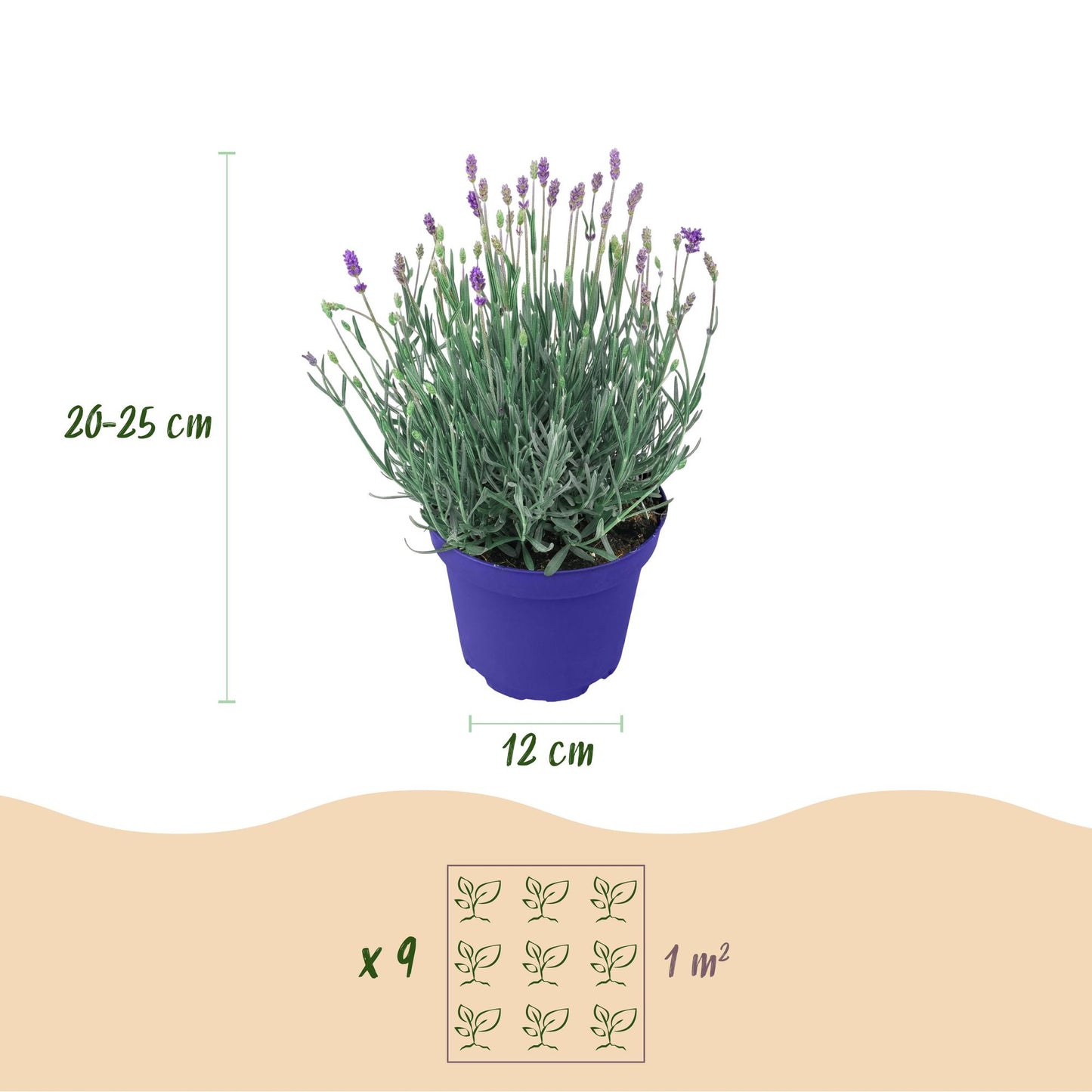 Green boutiQ - Tuinplant - Lavandula angustifolia Hidcote - Lavendel - Winterhard - Paars - 9 Planten - Pot 12cm - Hoogte 15-25cm