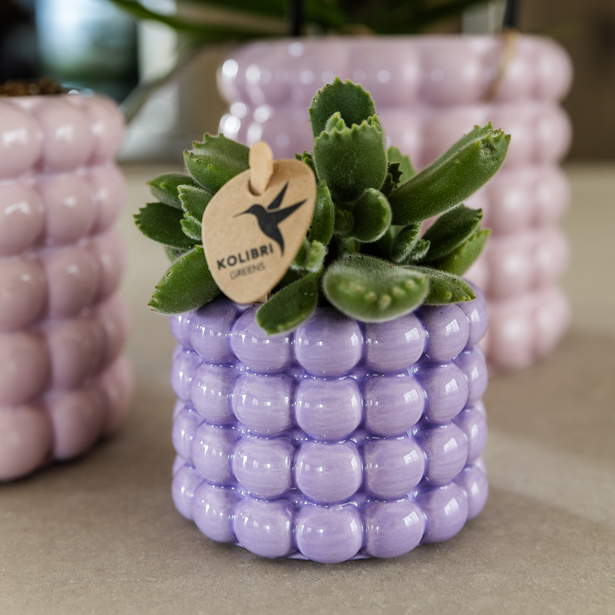 Kolibri Company | Plantenset Poppy Mix | Paars, wit, peach & roze met groene planten Ø6 cm