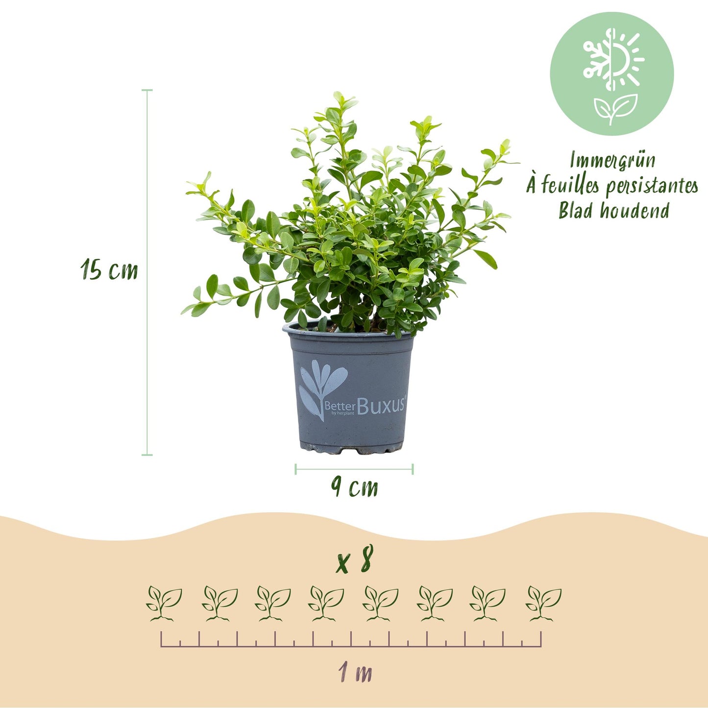 Green boutiQ - Buxus Haag - BetterBuxus Babylon Beauty - Resistant tegen de Buxus schimmel - 8 planten - 1 strekkende meter - pot 9cm hoogte 20-25