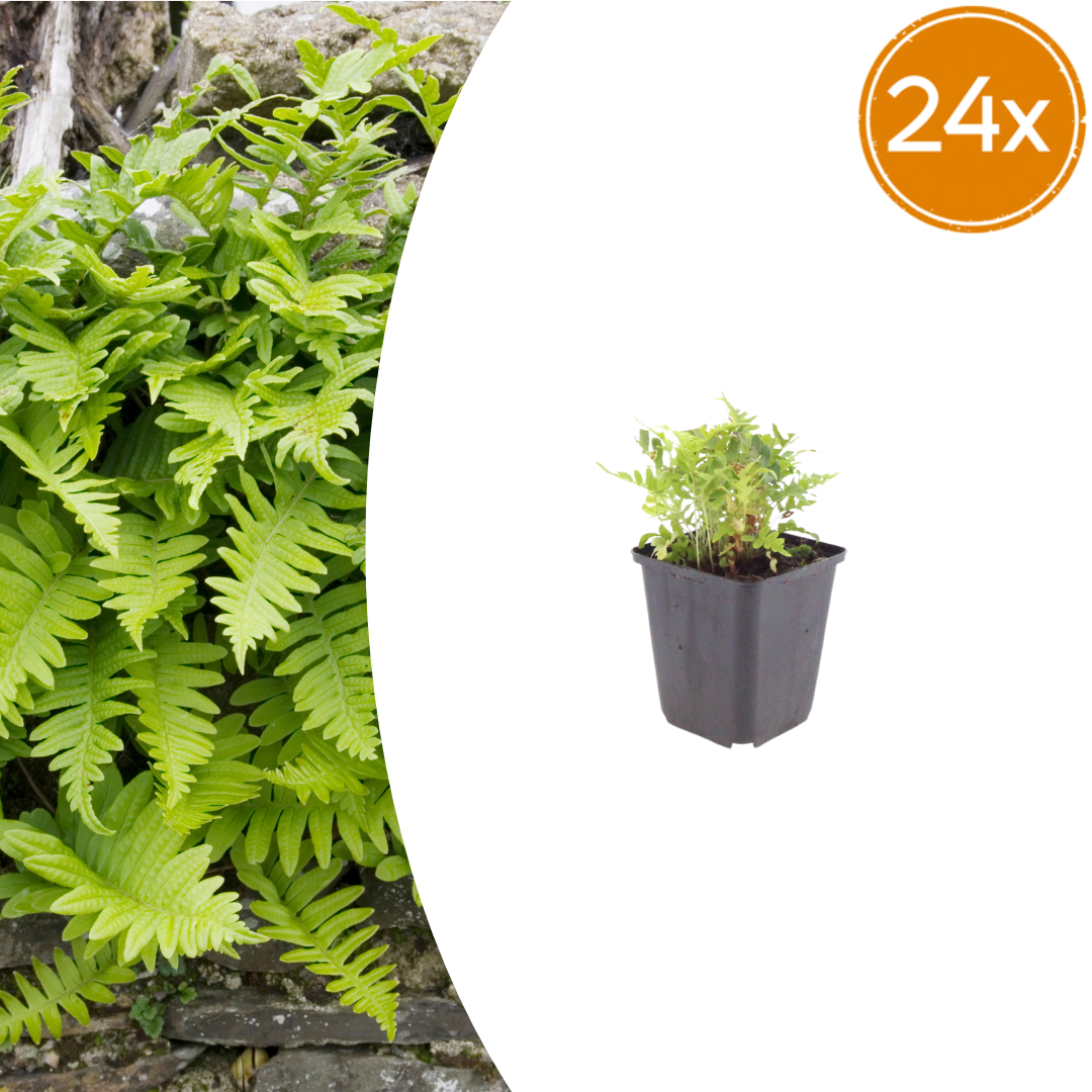 24x Polypodium vulgare - ↕10-25cm - Ø9cm