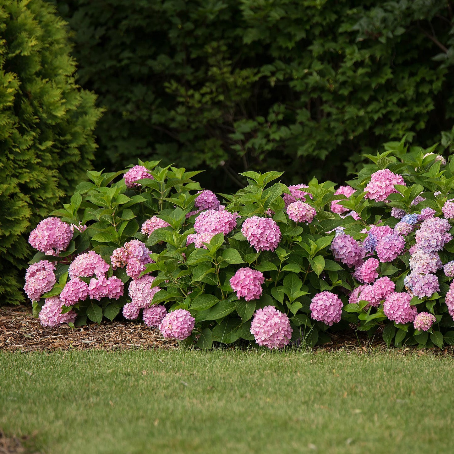 Green boutiQ - Tuinplant - Hydrangea Endles Summer The Original Pink - Hortensia - Winterhard - Roze - 8 Planten - Pot 14cm -Hoogte 20-25cm