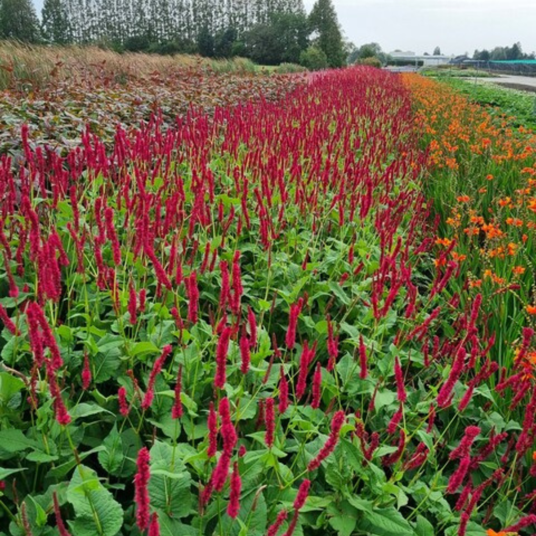 12x Persicaria a. 'Blackfield' - ↕10-25cm - Ø9cm
