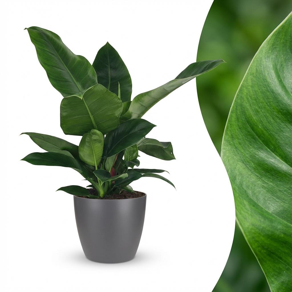Green boutiQ - Kamerplant - Philodendron - Philodendron Imperial Green - Groen - Weinig onderhoud - 1 Plant - met Potter Grijs - Pot 19cm - Hoogte 65cm
