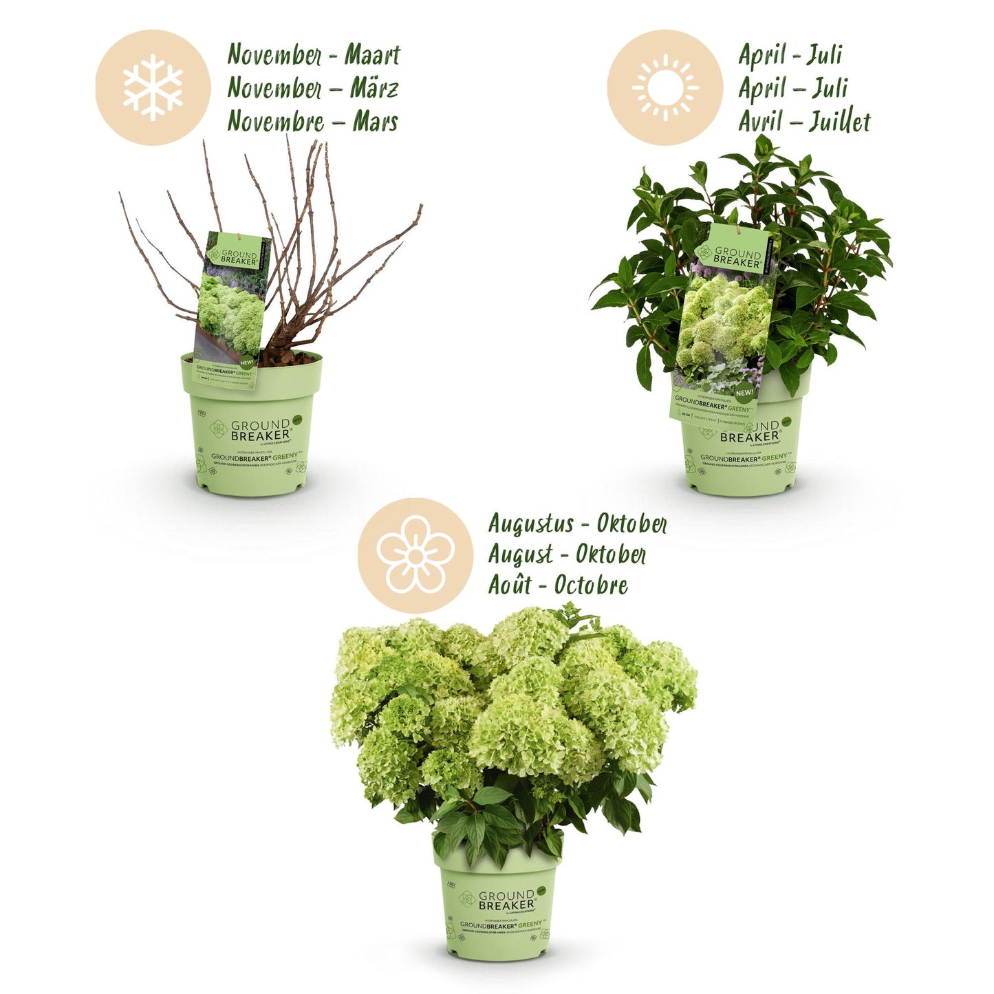 Green boutiQ - Tuinplant - Hydrangea panniculata Groundbreaker Greeny - Pluimhortensia - Winterhard - Creme - 8 Planten - Pot 14cm -Hoogte 20-25cm