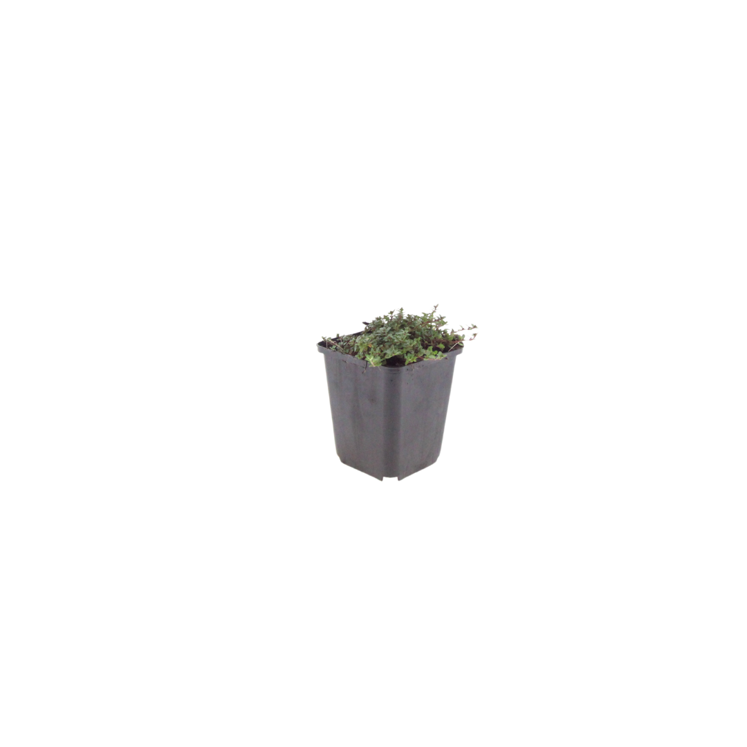 24x Thymus praecox 'Coccineus' - ↕10-25cm - Ø9cm