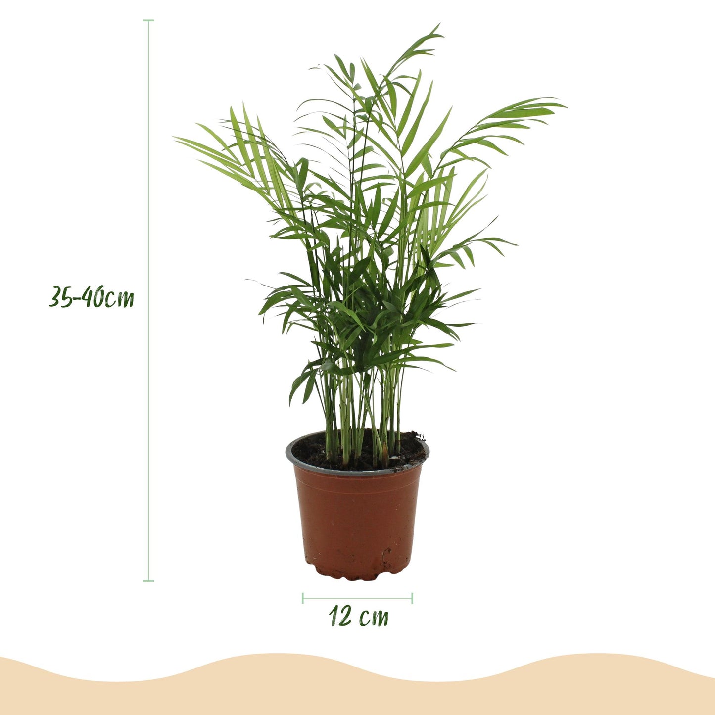 Green boutiQ - Kamerplant - Chamaedorea elegans - Goudpalm - Huisdiervriendelijke Plant - Groen - 2 Planten - met Potter Grijs - Pot 12cm - Hoogte 15cm