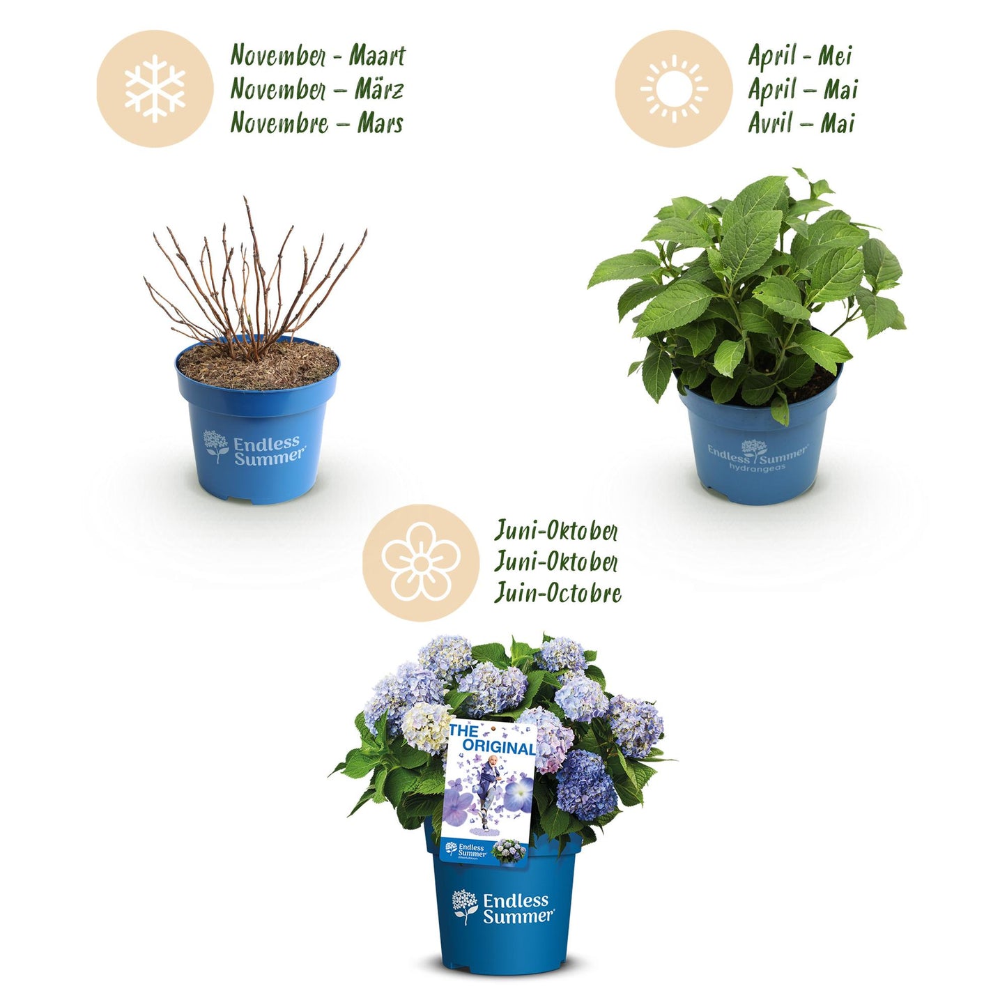 Green boutiQ - Tuinplant - Hydrangea Endles Summer The Orginal Blue - Hortensia - Winterhard - Blauw - 8 Planten - Pot 14cm - Hoogte 20-25cm
