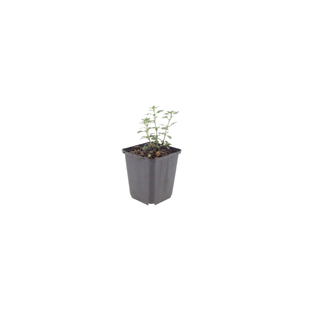 6x Teucrium lucidrys - ↕10-25cm - Ø9cm