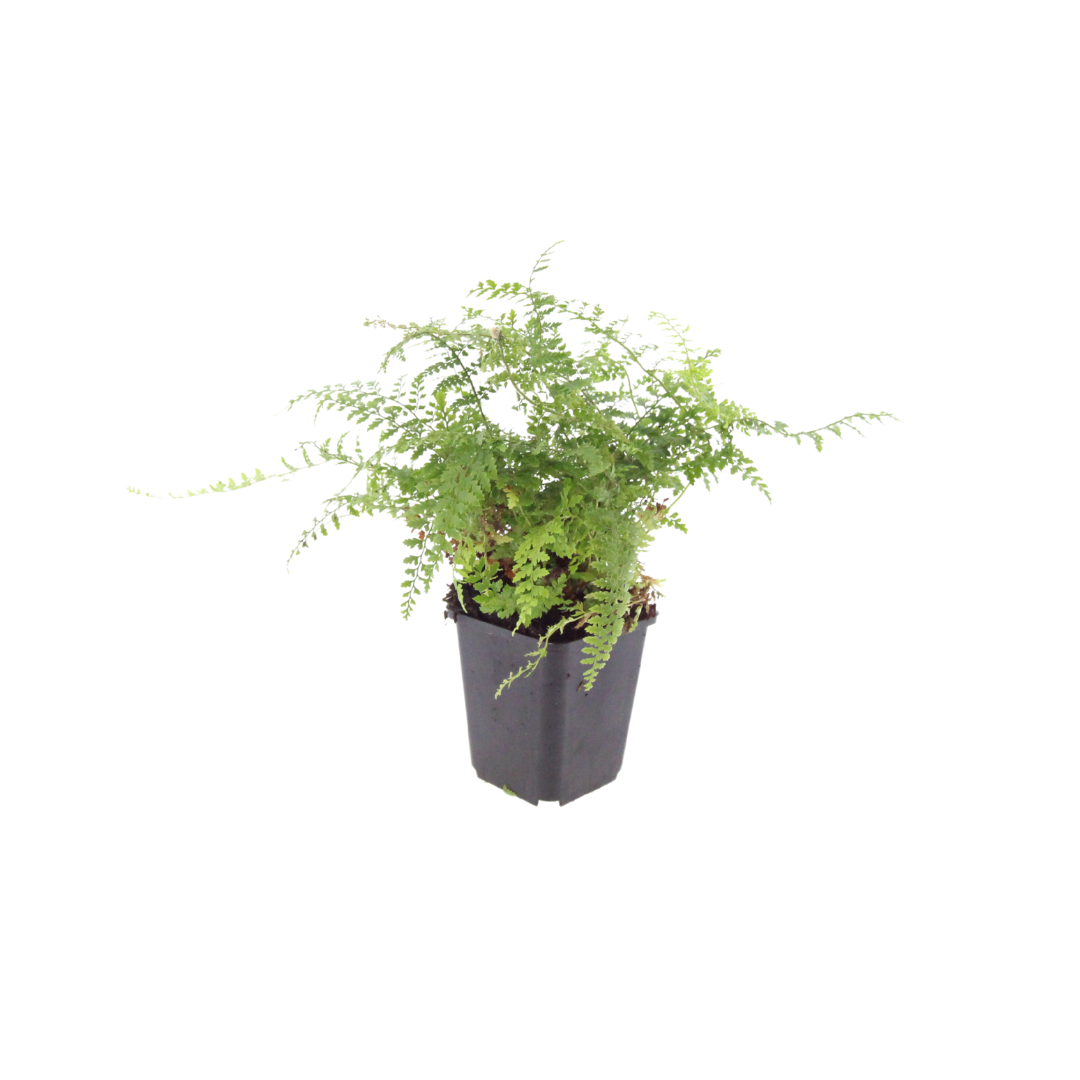 24x Polystichum set. 'Herrenhausen'- ↕10-25cm - Ø9cm
