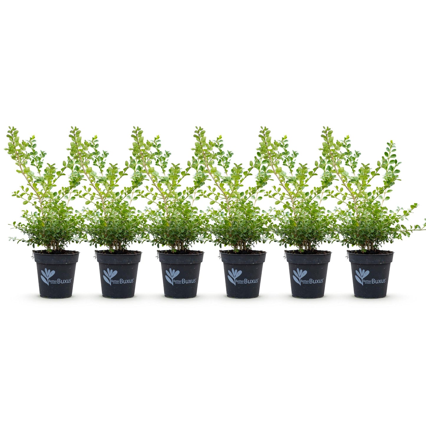 Green boutiQ - Buxus Haag - BetterBuxus Babylon Beauty - Resistant tegen de Buxus schimmel - 6 planten - 1 strekkende meter - pot 13cm hoogte 30-35