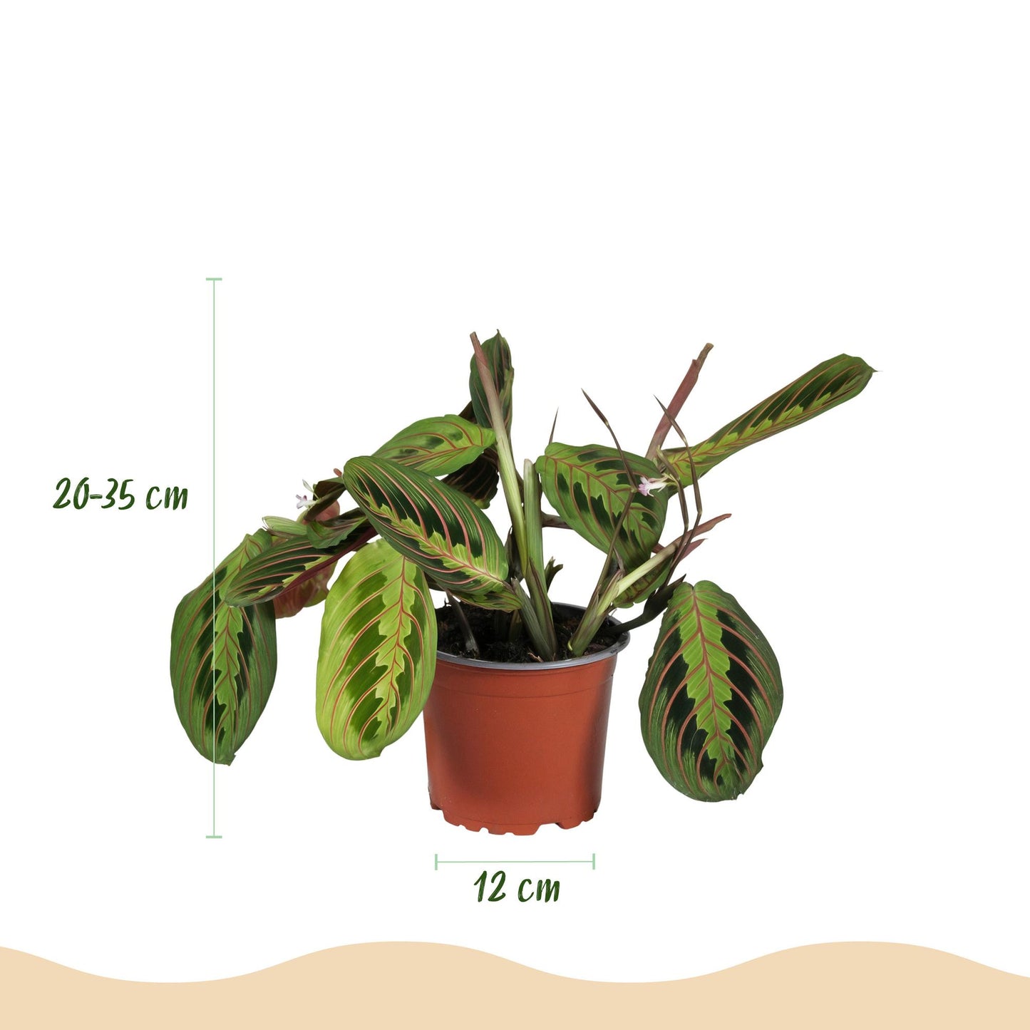 Green boutiQ - Kamerplant - Chlorophytum - Maranta - Calissia - Nephrolepsis - Mix van 4 - Huisdiervriendelijke Planten - Groen - 4 Planten - met Potter Wit - Pot 12cm - Hoogte 25cm