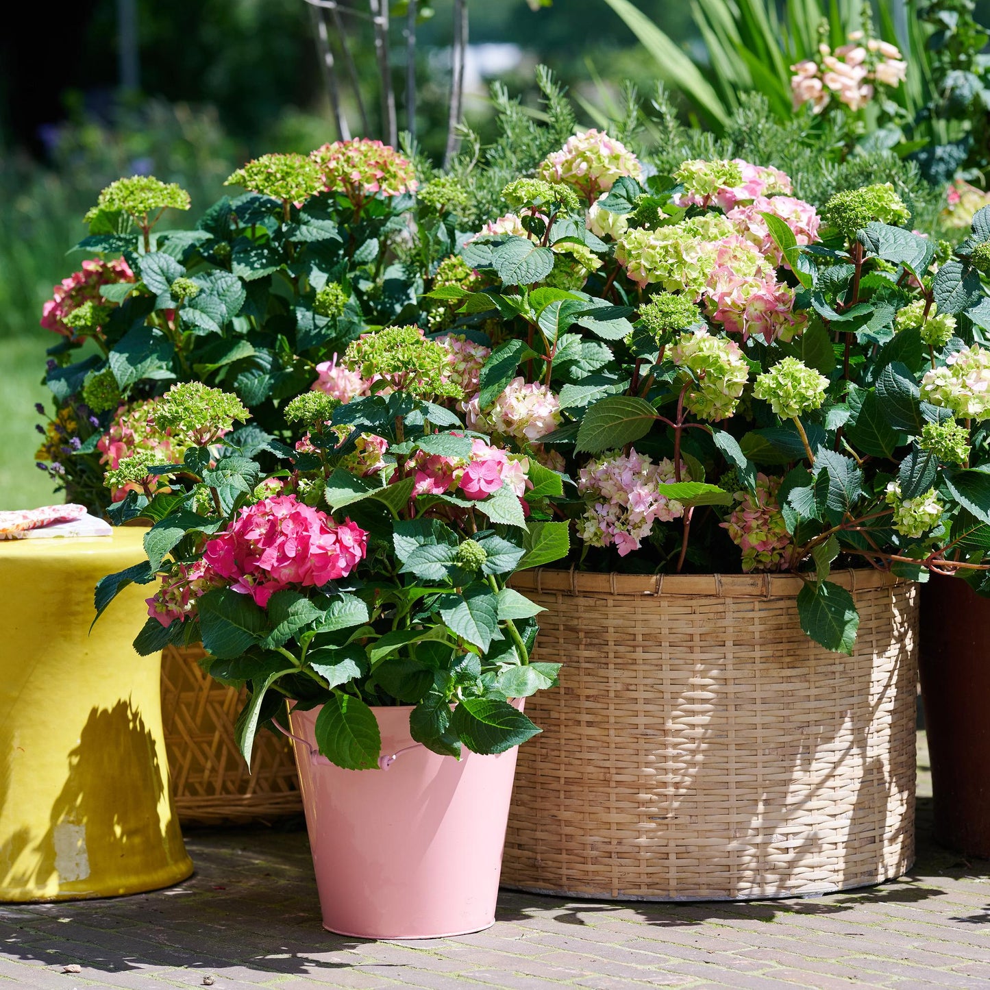Green boutiQ - Tuinplant - Hydrangea Endles Summer The Original Pink - Hortensia - Winterhard - Roze - 1 Plant - Pot 14cm - Hoogte 20-25cm