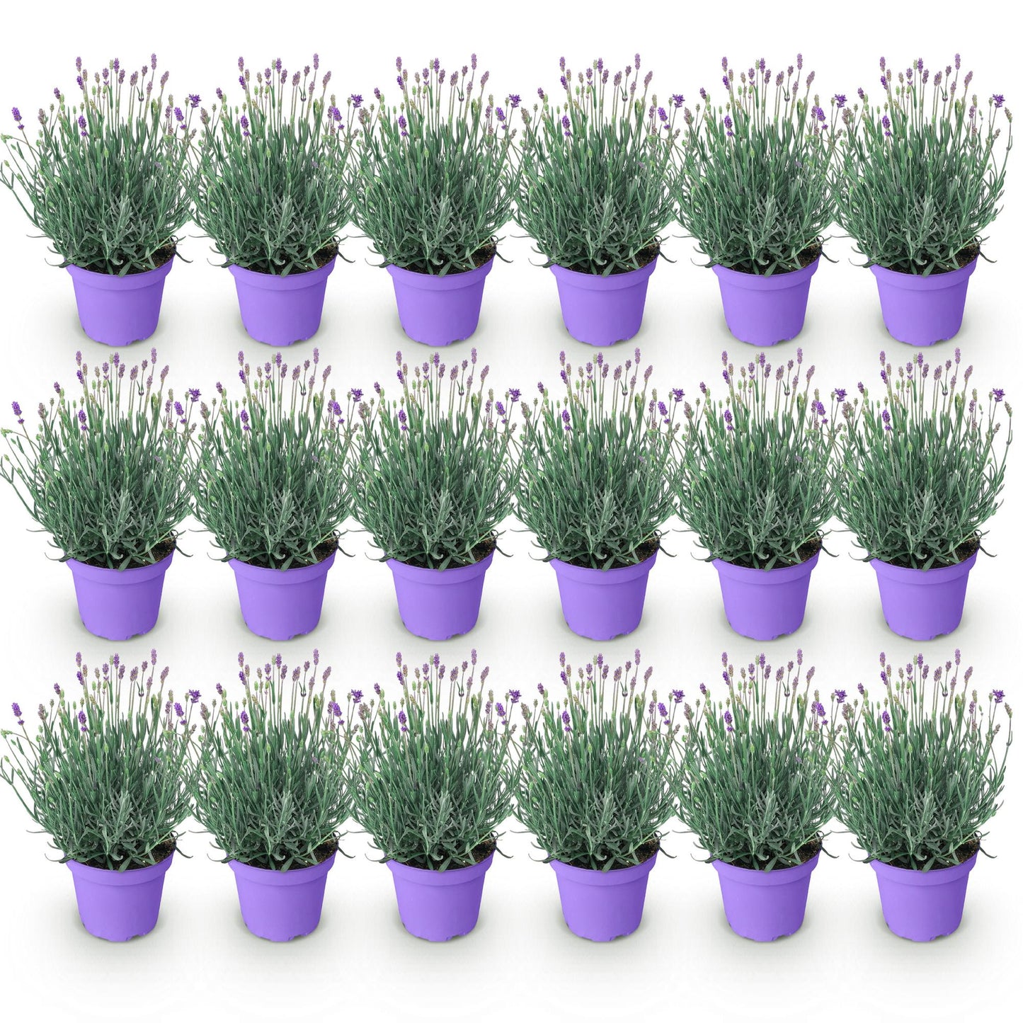 Green boutiQ - Tuinplant - Lavandula angustifolia Munstead - Lavendel - Winterhard - Paars - 18 Planten - Pot 12cm - Hoogte 15-25cm