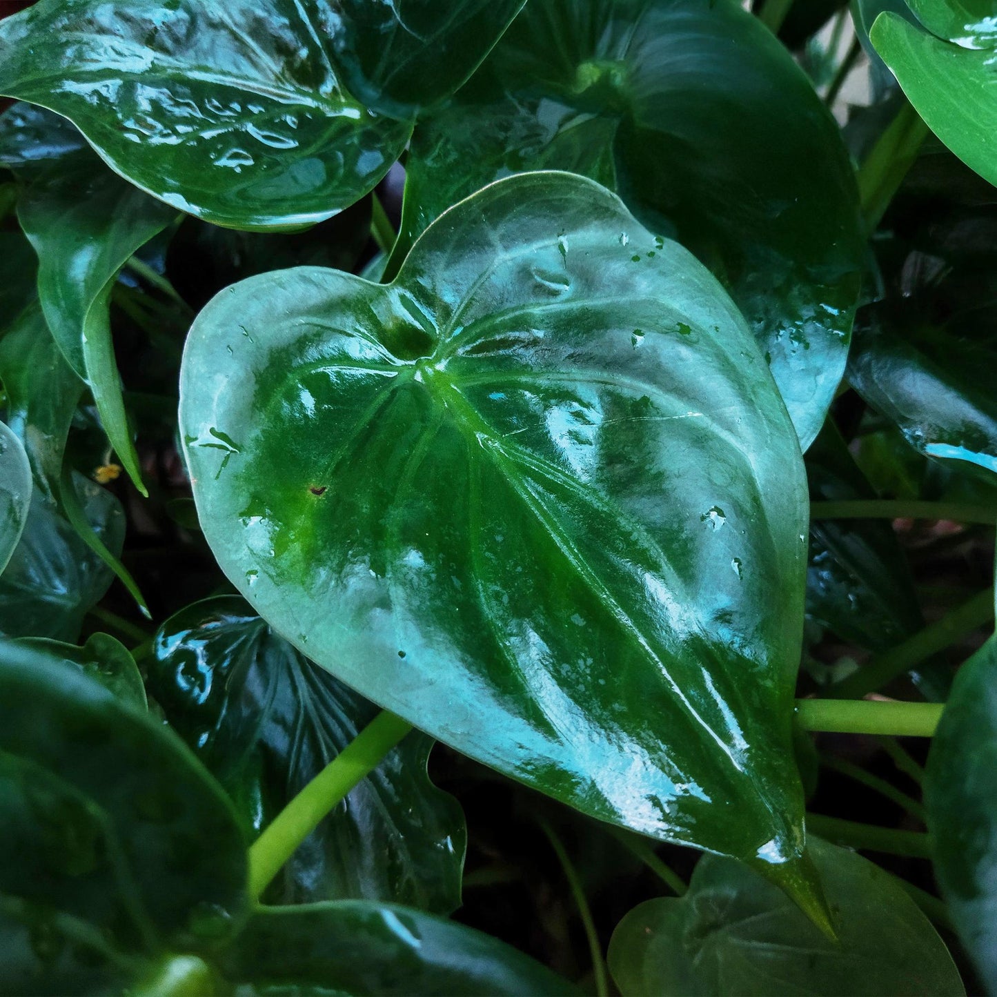Green BoutiQ - Kamerplanten - Alocasia Cucullata - Boeddha,s hand - Weinig onderhoud - Groen - 1 Plant - met Potter Wit - Pot 21cm - Hoogte 65-70cm