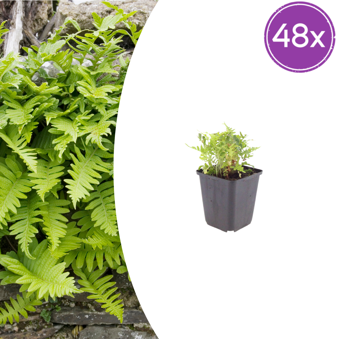48x Polypodium vulgare - ↕10-25cm - Ø9cm