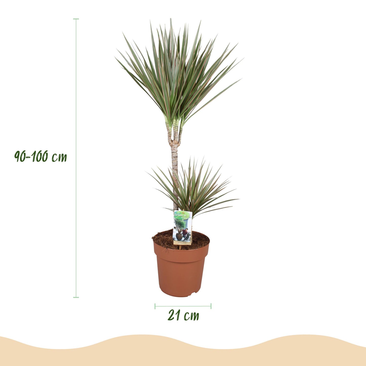 Green BoutiQ - Kamerplanten - Dracaena Marginata Bicolor - Drakenbloedboom - Weinig onderhoud - Groen - 1 Plant - met Potter Wit - Pot 21cm - Hoogte 90-100cm