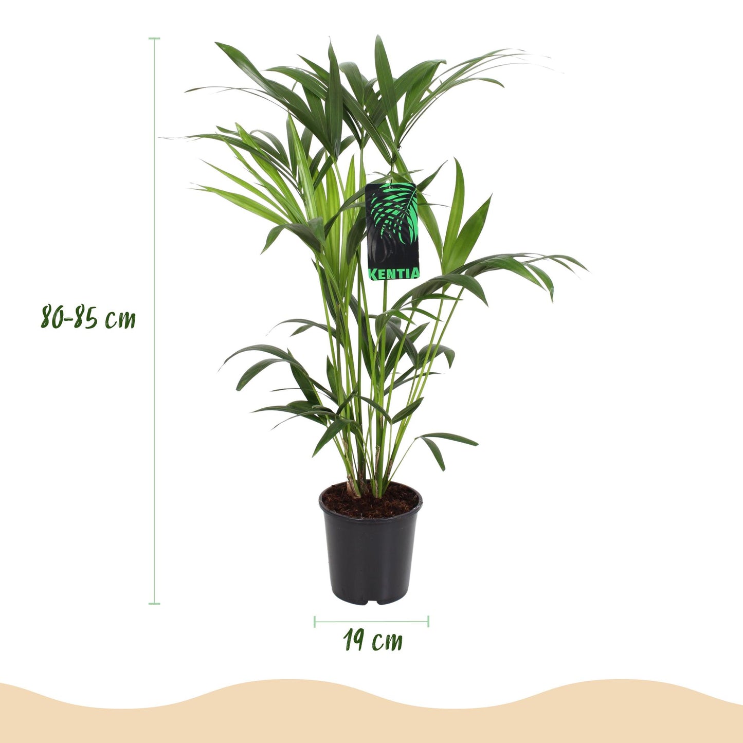Green boutiQ - Kamerplant - Howea Forsteriana - Kentia Palm - Weinig Onderhoud - Groen - 1 Plant - met Potter Wit - Pot 19cm - Hoogte 80-85cm