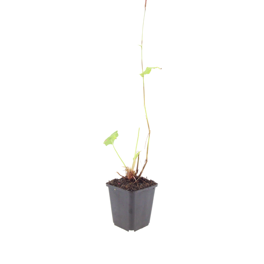 12x Persicaria a. 'Blackfield' - ↕10-25cm - Ø9cm
