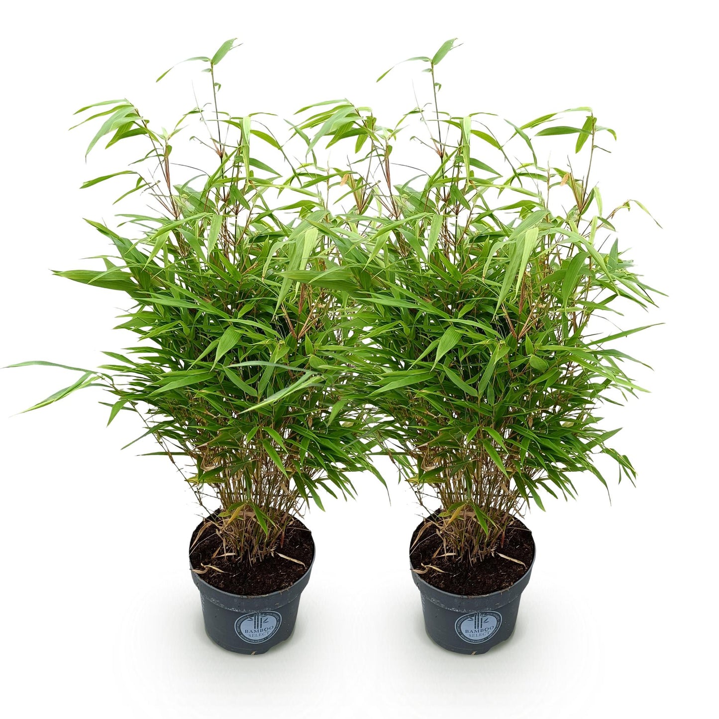 Green boutiQ - Grassen - Fargesia Rufa - Niet Woekerende Bamboe - Bladhoudend - Groen - 2 Planten - Pot 23 cm - Hoogte 80 cm
