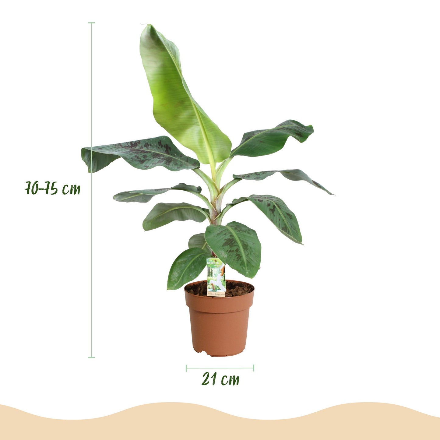 Green BoutiQ - Kamerplanten - Musa acuminata Dwarf Cavendisch - Bananenplant - Weinig onderhoud - Groen - 1 Plant - met Potter Grijs - Pot 21cm - Hoogte 70-75cm