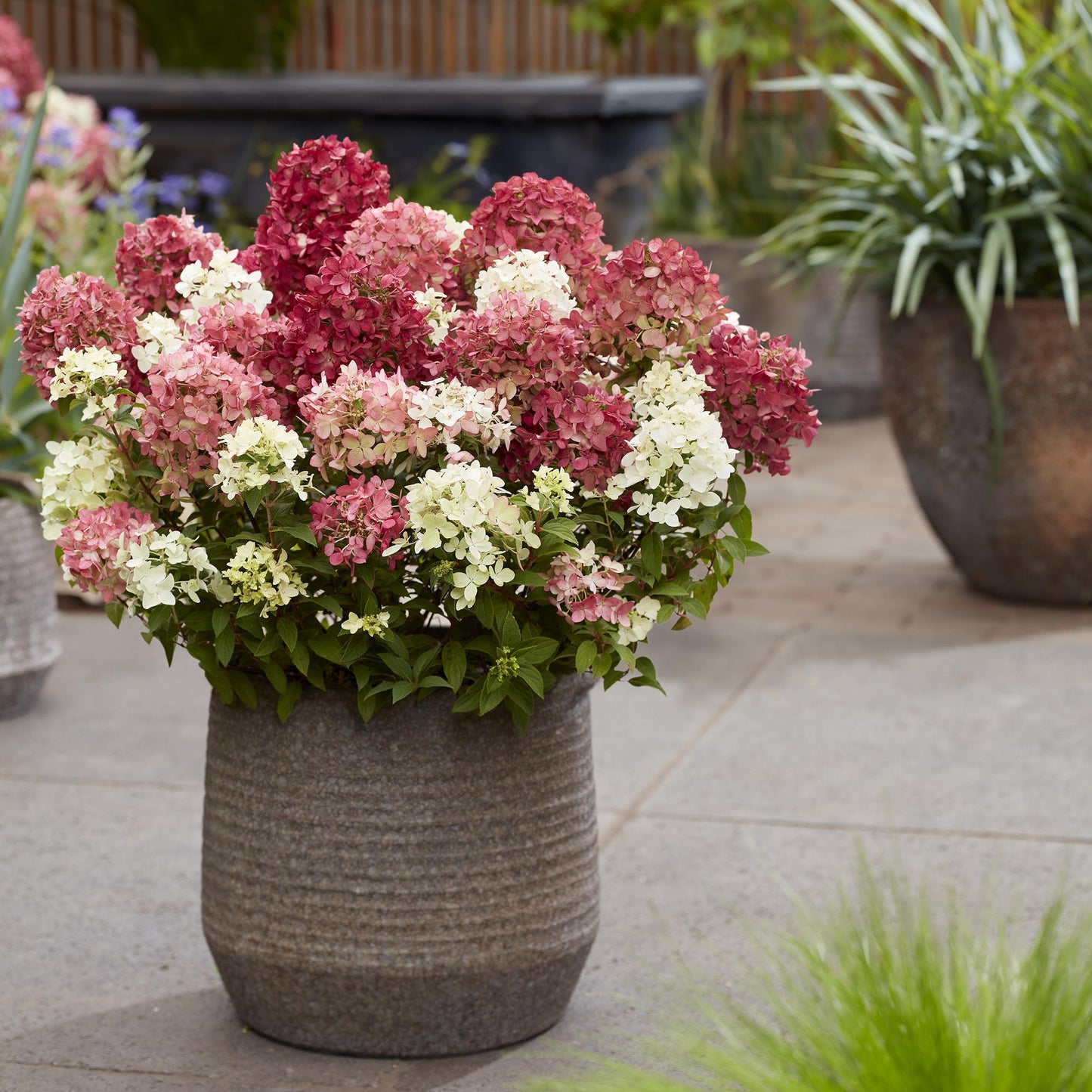 Green boutiQ - Tuinplant - Hydrangea panniculata Groundbreaker Ruby - Pluimhortensia - Winterhard - Rood - 1 Plant - Pot 14cm - Hoogte 20-25cm