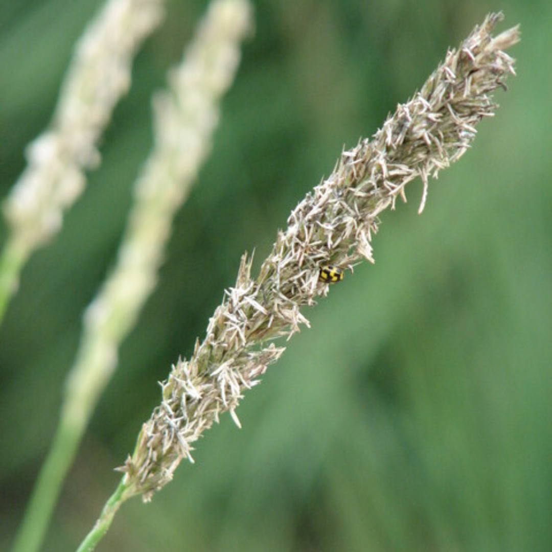 48x Sesleria autumnalis - ↕10-25cm - Ø9cm