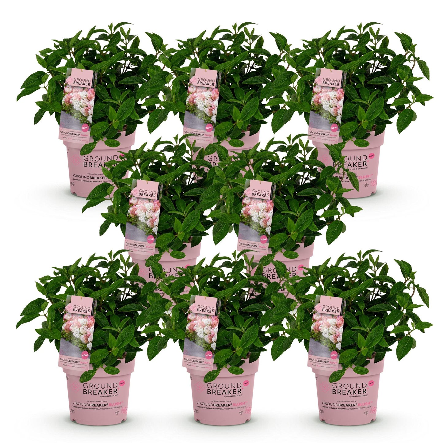 Green boutiQ - Tuinplant - Hydrangea panniculata Groundbreaker Blush - Pluimhortensia - Winterhard - Roze - 8 Planten - Pot 14cm -Hoogte 20-25cm