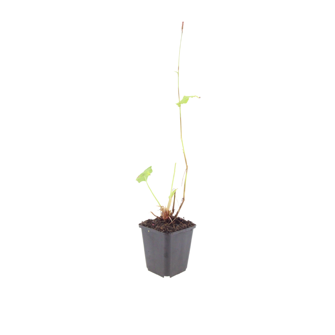 48x Persicaria a. 'Alba' - ↕10-25cm - Ø9cm