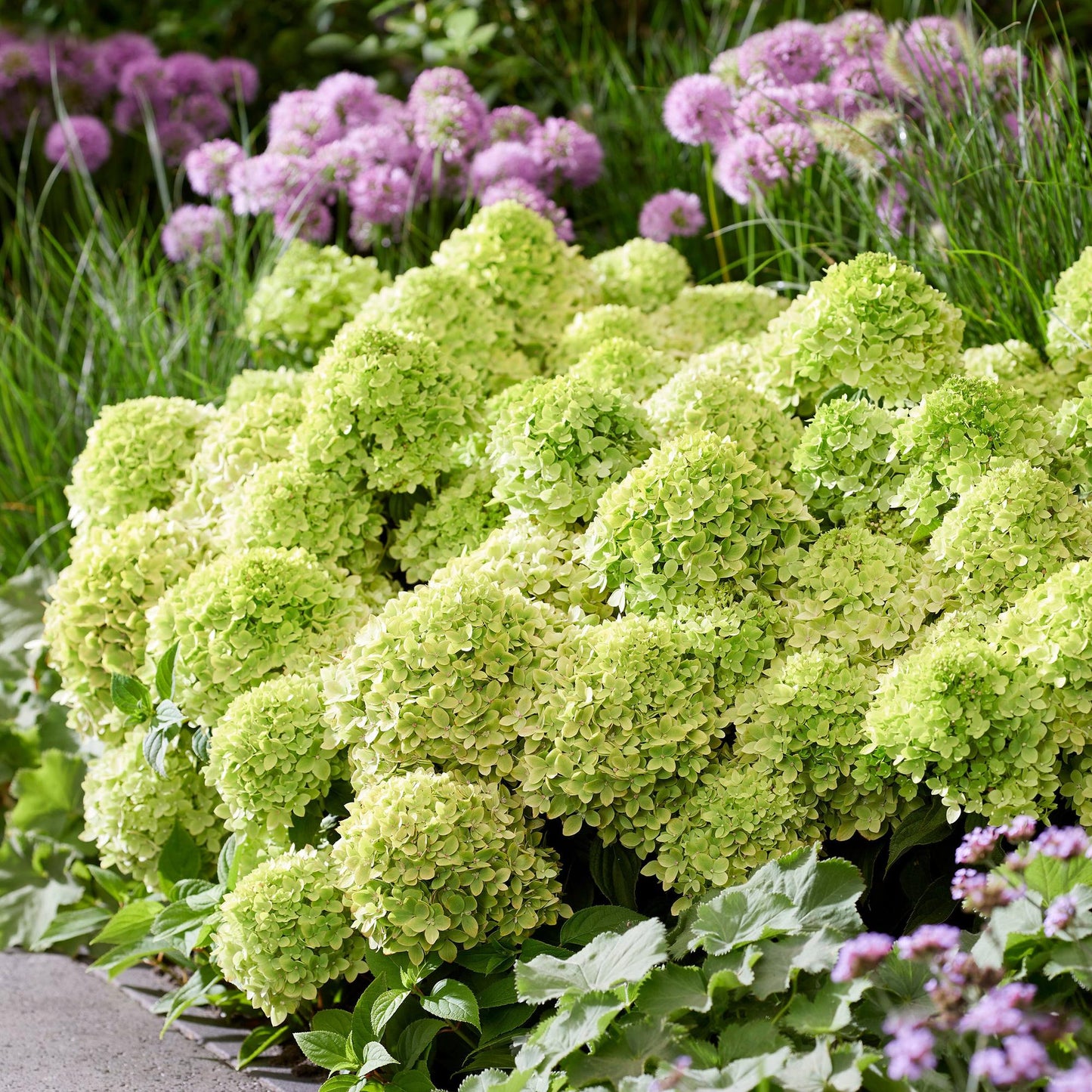 Green boutiQ - Tuinplant - Hydrangea panniculata Groundbreaker Greeny - Pluimhortensia - Winterhard - Creme - 8 Planten - Pot 14cm -Hoogte 20-25cm