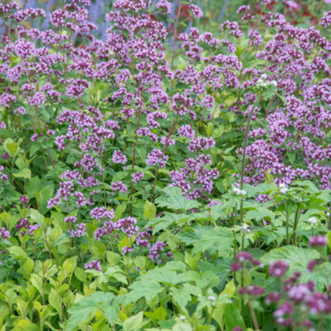 48x Origanum laevigatum 'Herrenhausen' - ↕10-25cm - Ø9cm