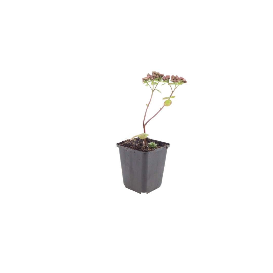 60x Sedum 'Matrona' - ↕10-25cm - Ø9cm