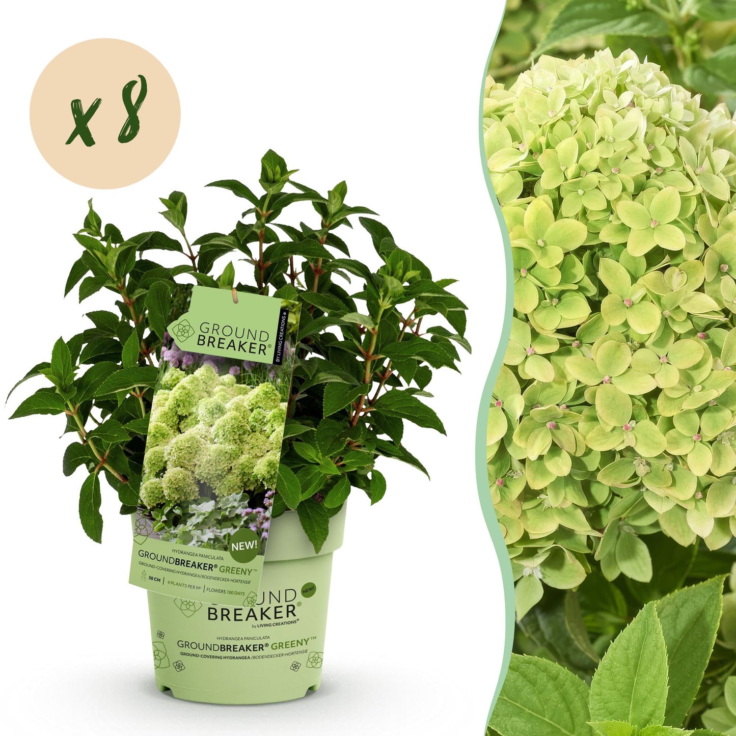 Green boutiQ - Tuinplant - Hydrangea panniculata Groundbreaker Greeny - Pluimhortensia - Winterhard - Creme - 8 Planten - Pot 14cm -Hoogte 20-25cm