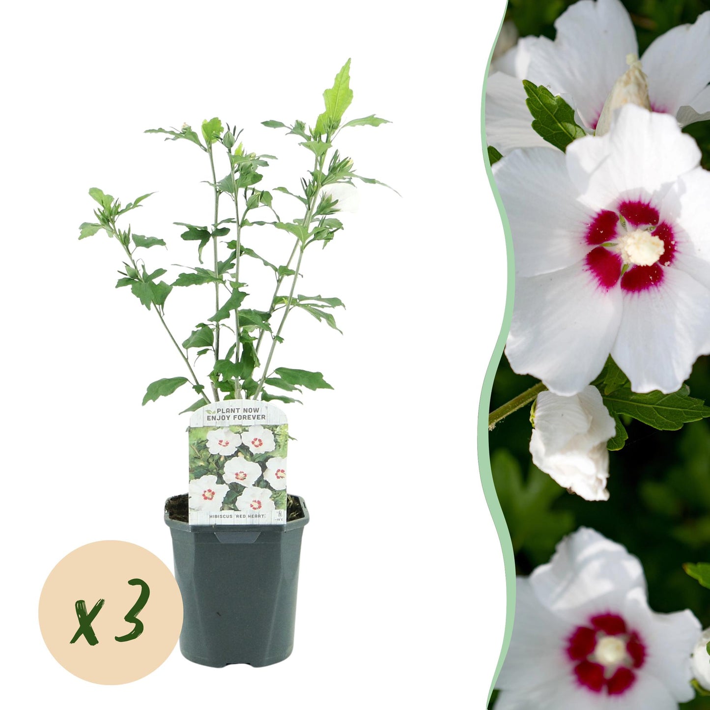 Green boutiQ - Tuinplant - Hibiscus syriacus Red Heart - Tuin Hibiscus - Winterhard - Wit - Rood - 3 Planten - Pot 17cm - Hoogte 45cm