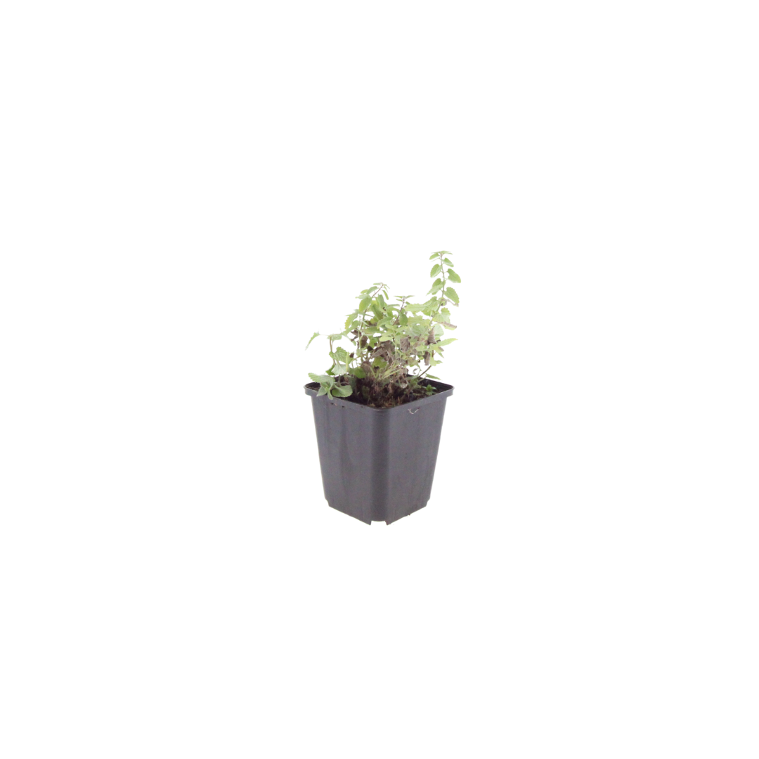 6x Nepeta faassenii - ↕10-25cm - Ø9cm